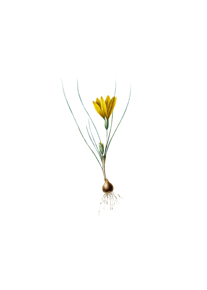 Vintage Ixia Filifolia