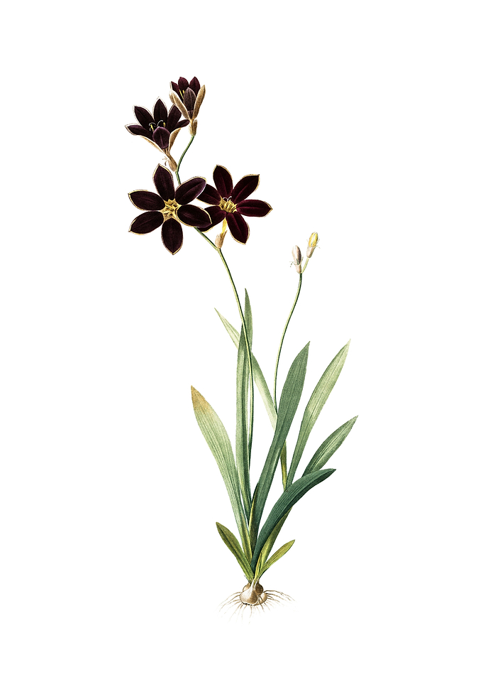 Vintage Ixia Grandiflora