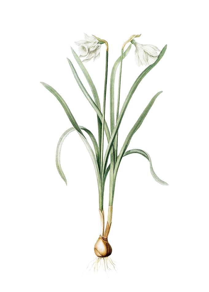 Narcissus Candidissimus