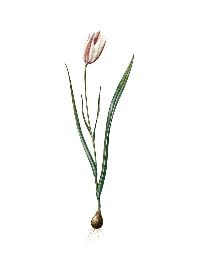 Vintage Lady Tulip Flower