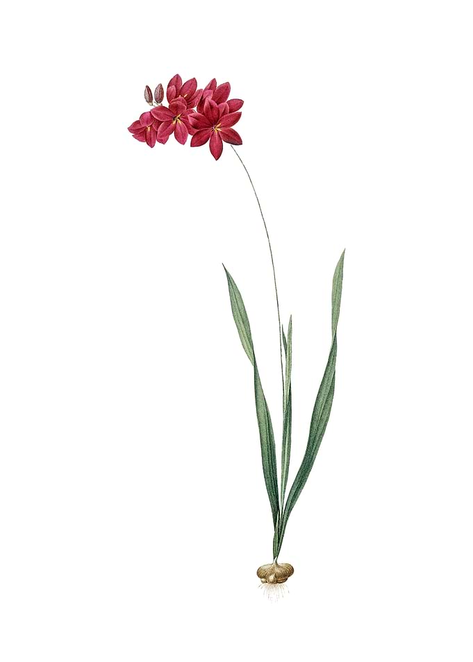 Vintage Ixia Filiformis