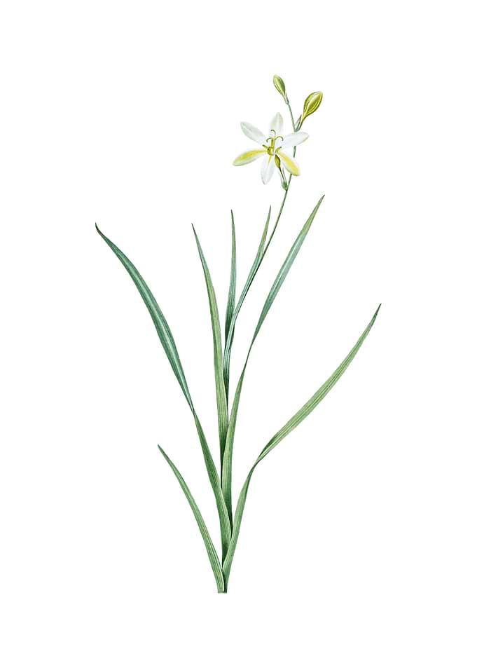 Ixia Anemonae Flora Flower