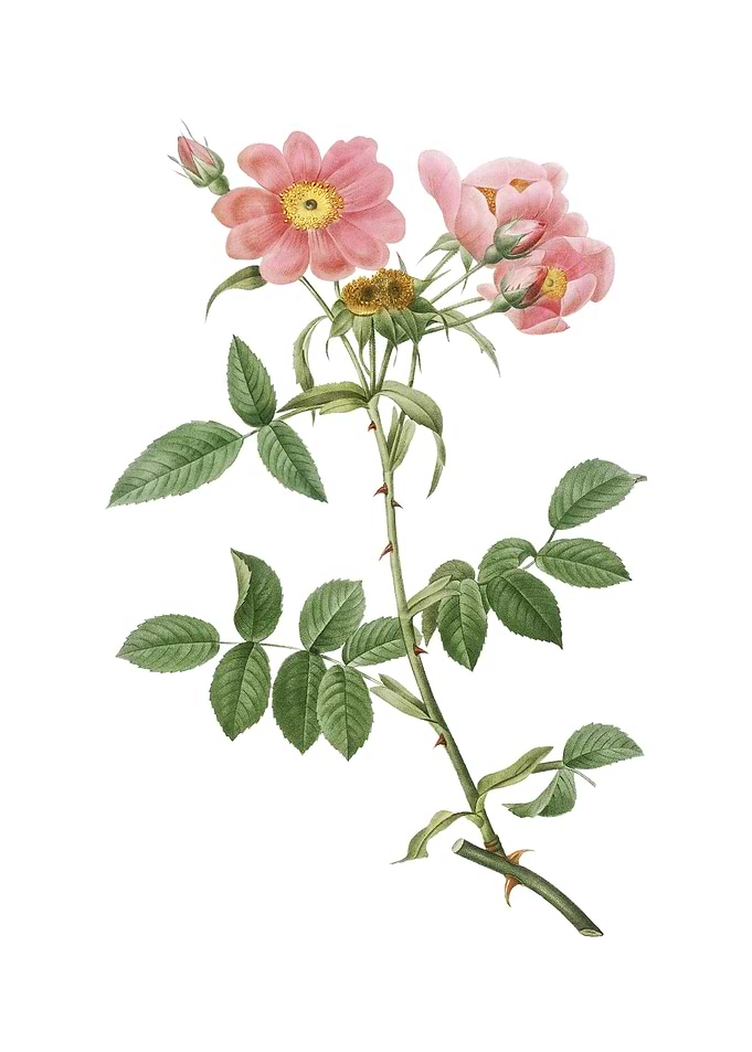Lady Monson Rose Bloom