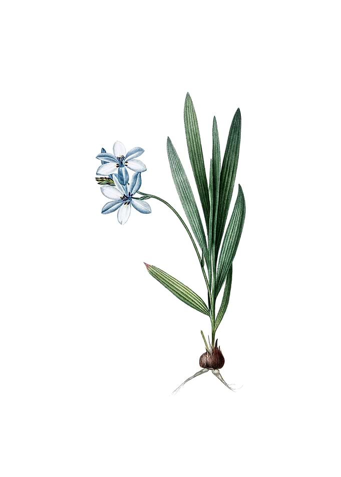 Vintage Gladiolus Plicatus