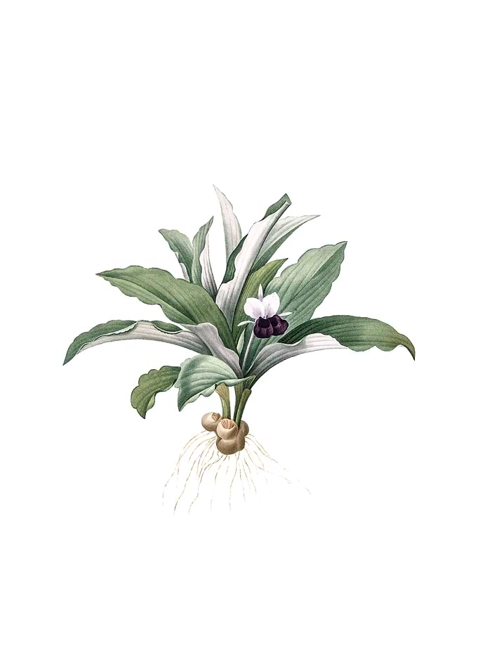 Kaempferia Angustifolia