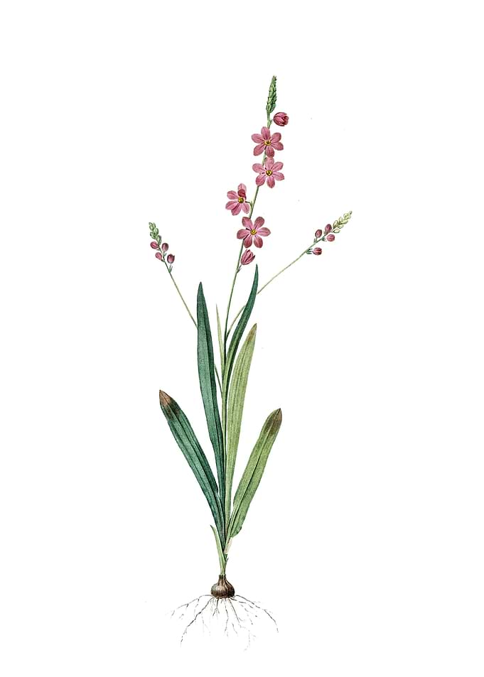 Vintage Ixia Scillaris