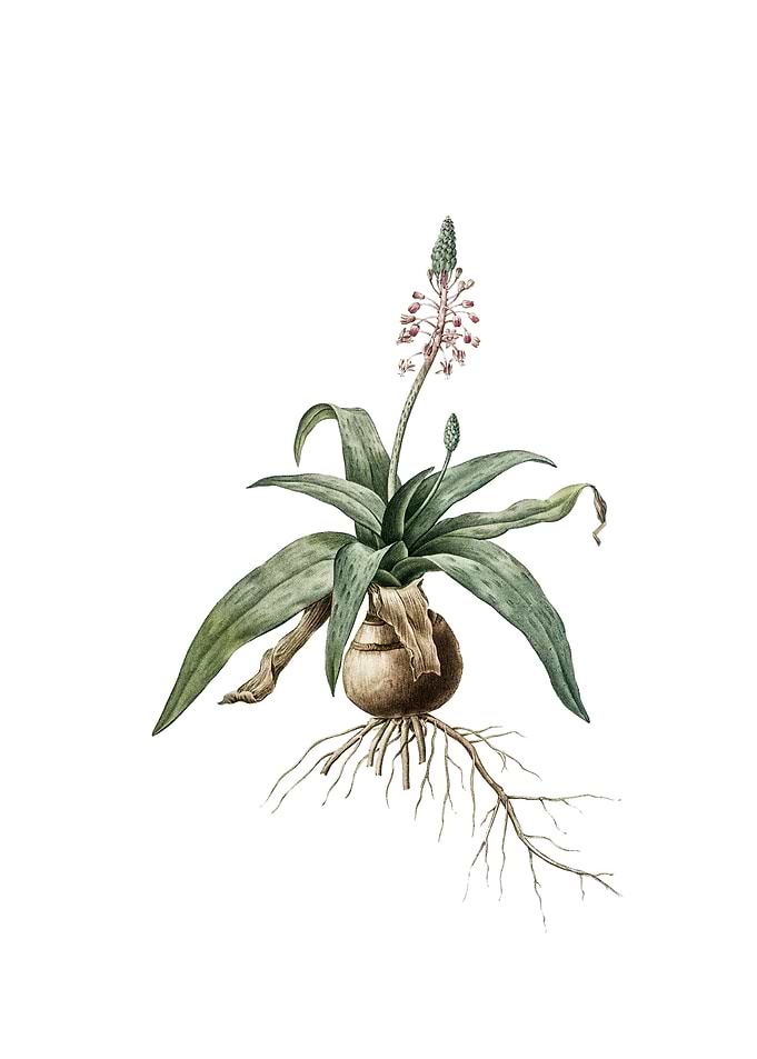 Lachenalia Lanceaefolia