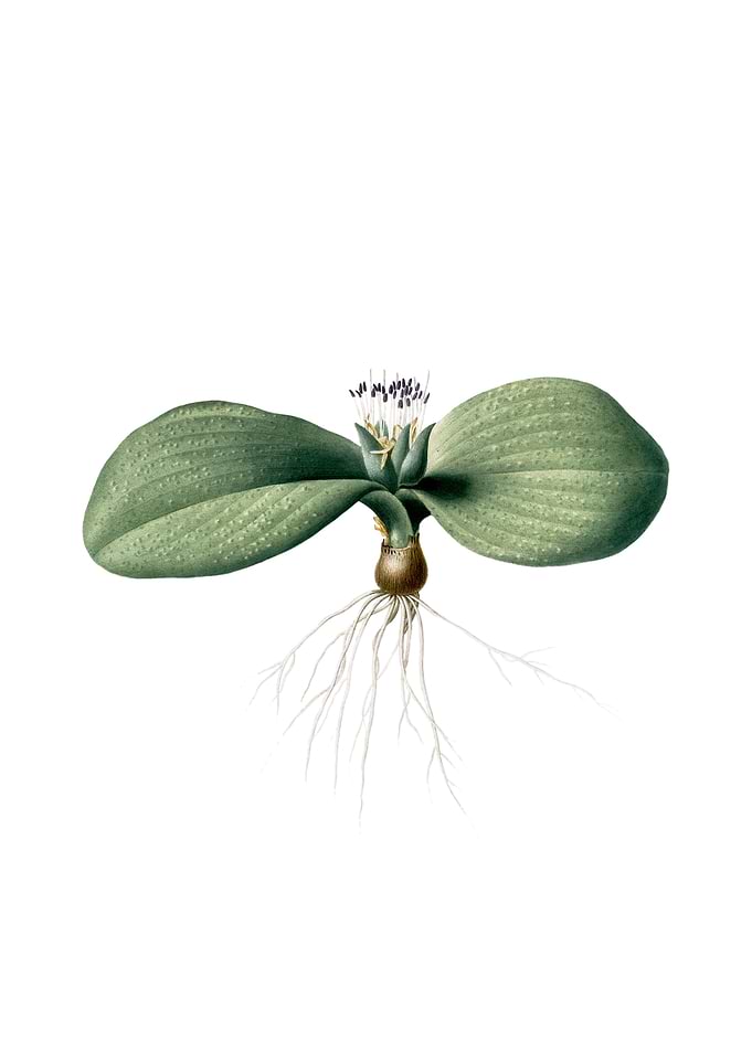 Vintage Massonia Pustulata