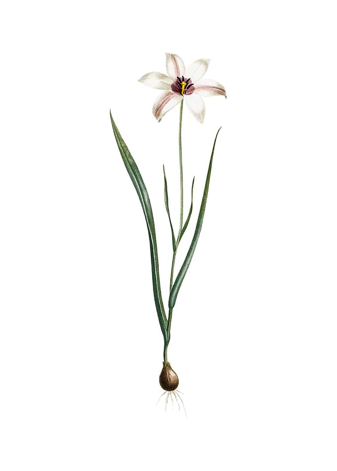 Vintage Lady Tulip Flower