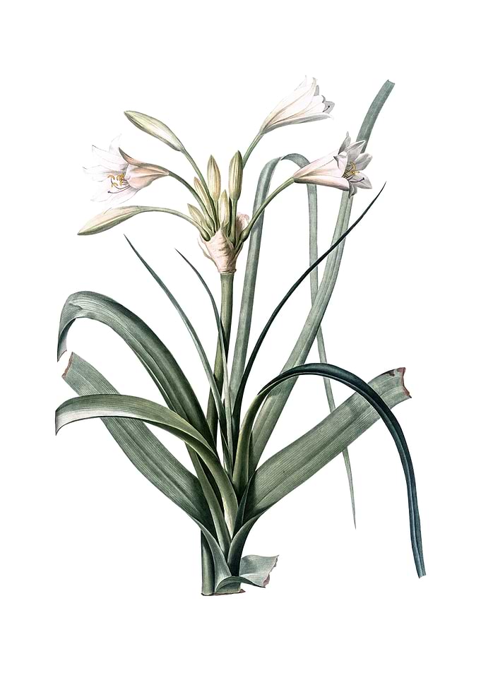Vintage Malgas Lily Flower
