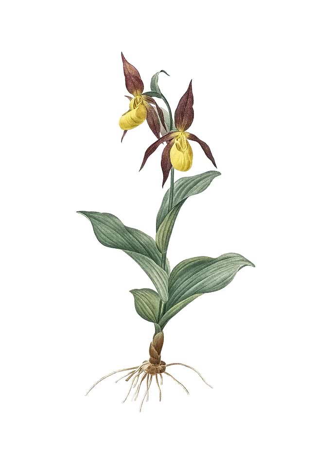 Ladys Slipper Orchid