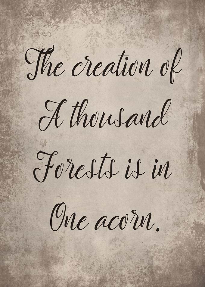 One acorn