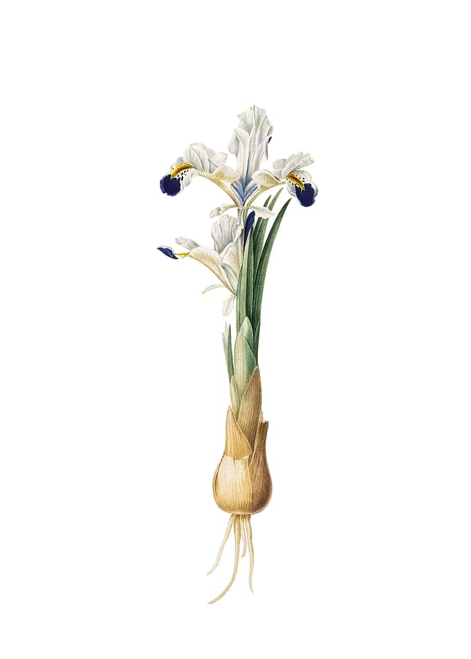 Vintage Iris Persica