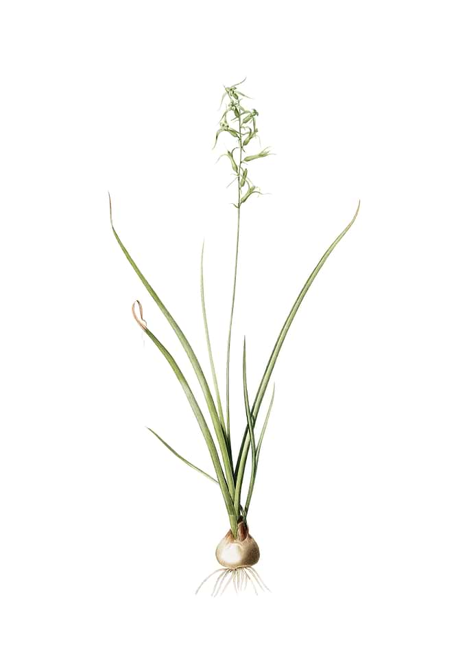 Vintage Hyacinthus Viridis