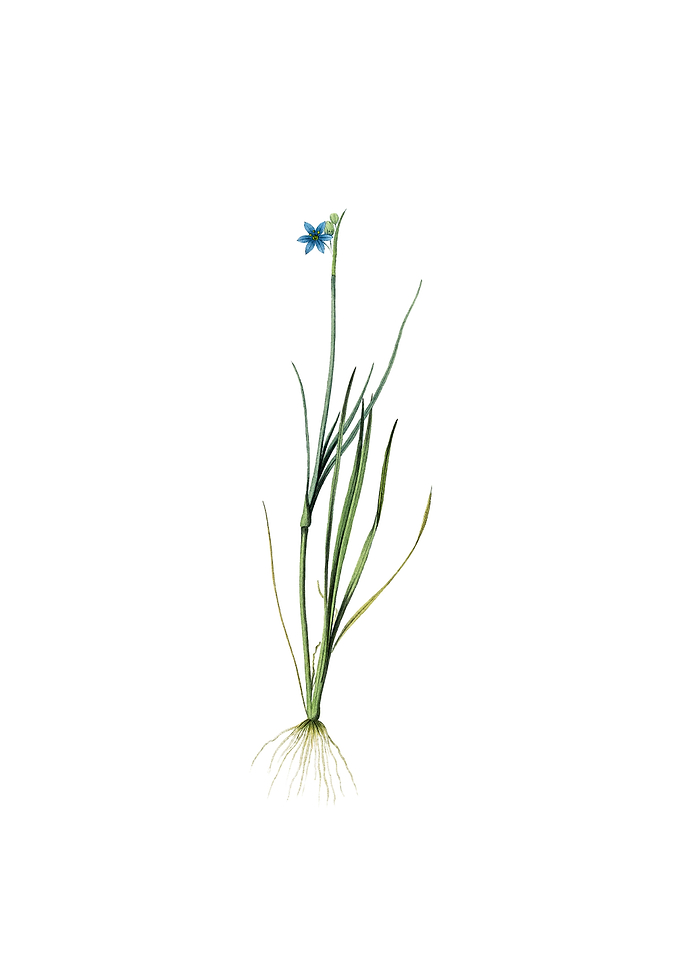 Narrow Blue eyed grass