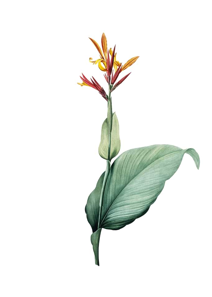 Vintage Indian Shot Flower