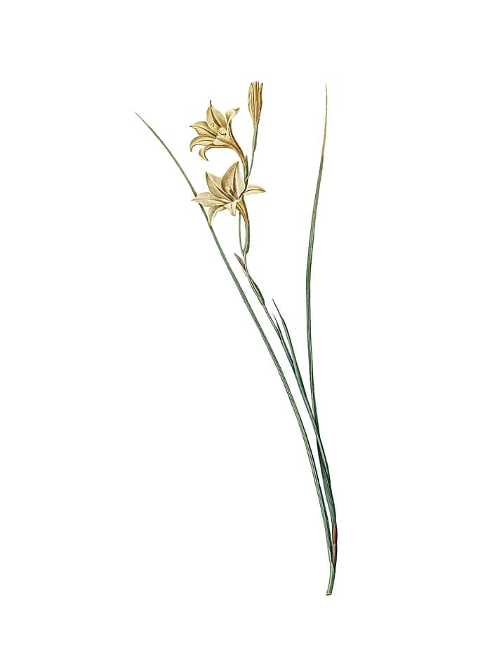 Vintage Gladiolus on White