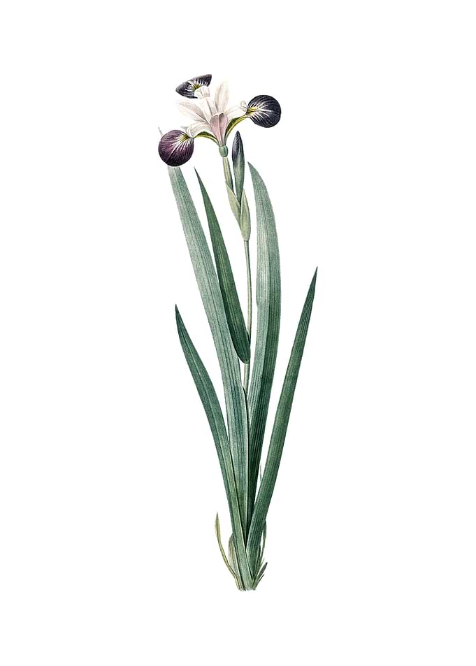 Vintage Harlequin Blueflag