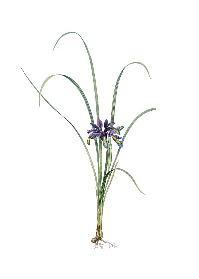 Vintage Grass Leaved Iris