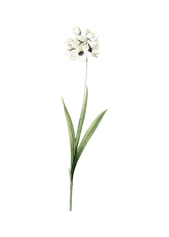 Vintage Ixia Maculata