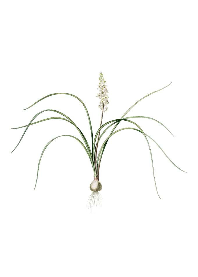 Lachenalia Angustifolia