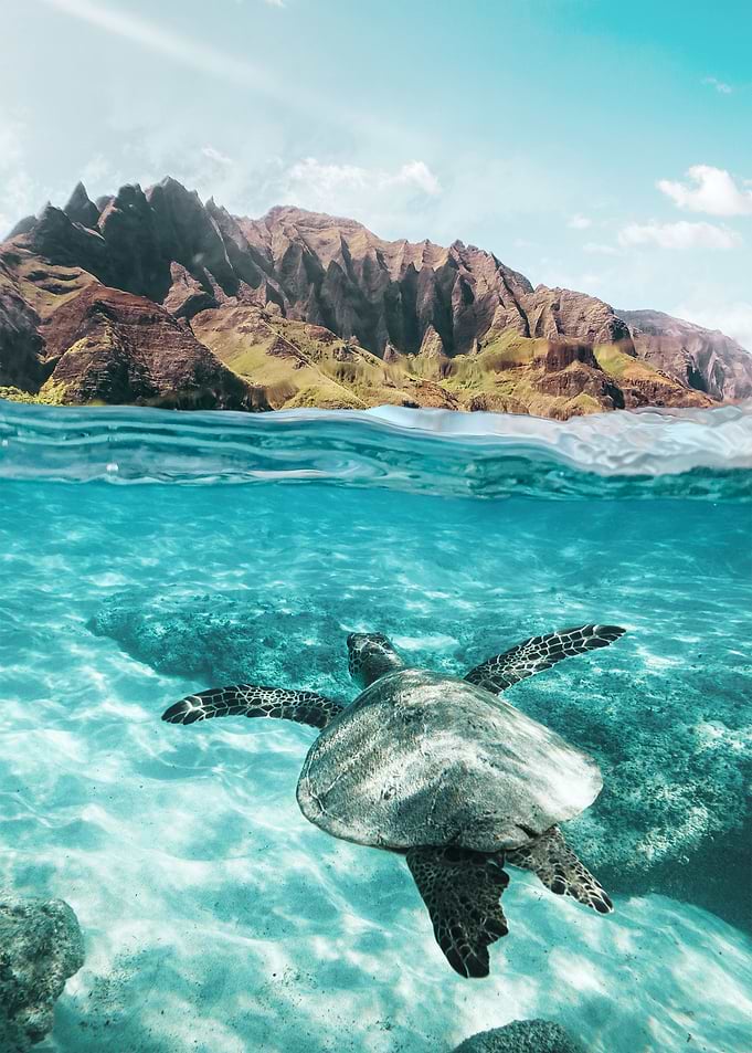 Sea Turtle