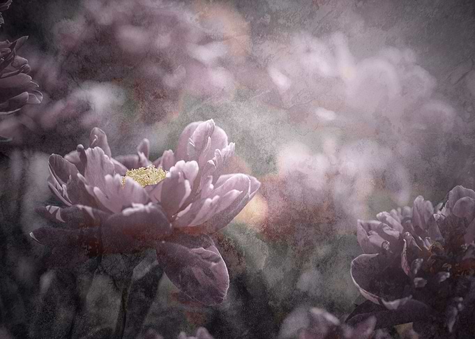 Pink peony, macro, garden