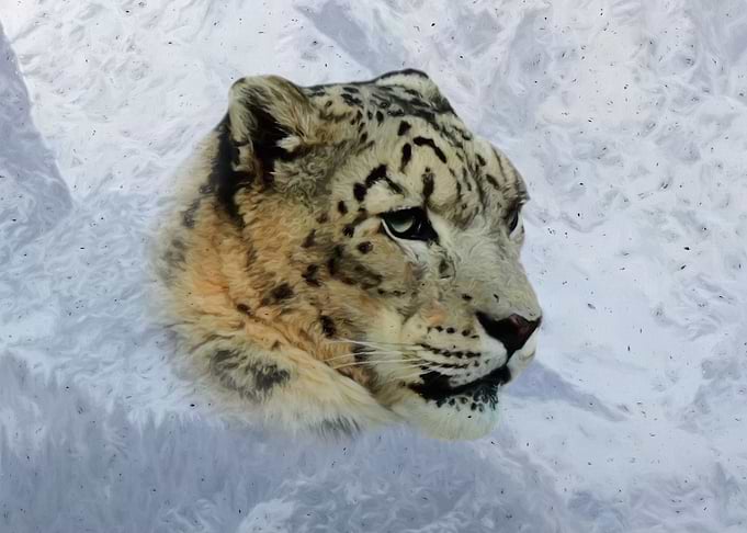 Snow leopard