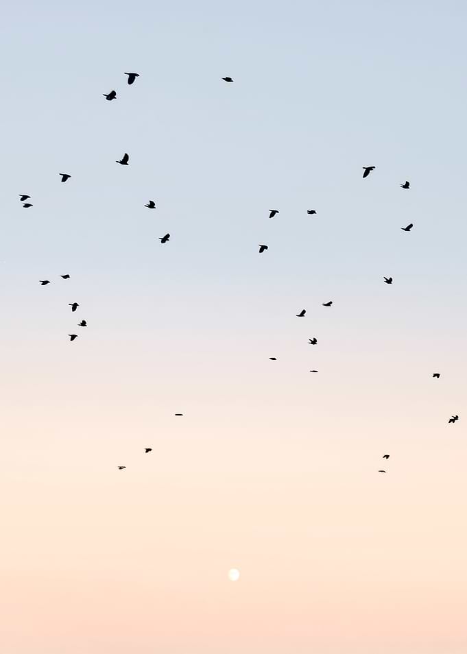 Birds Danse