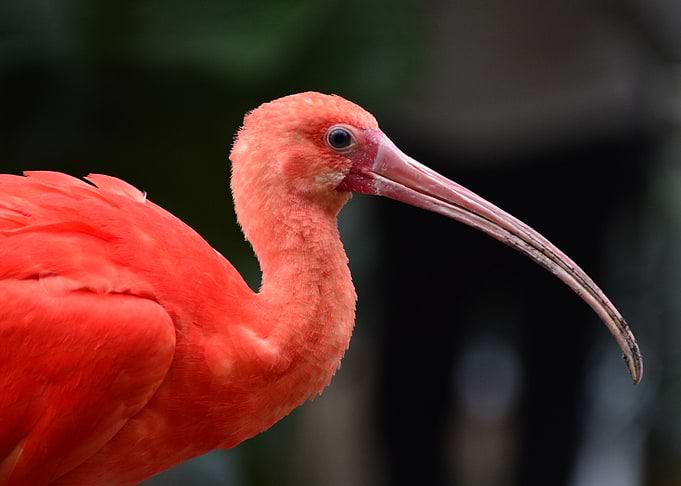 Scarlet Ibis bird