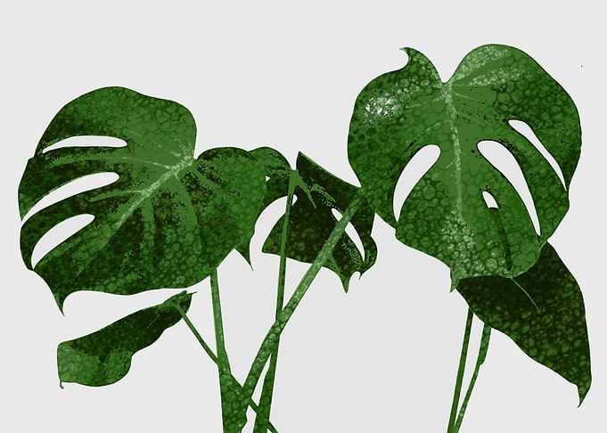 tropical plant