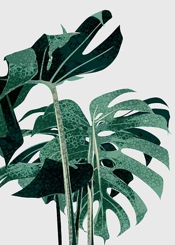 tropical plant