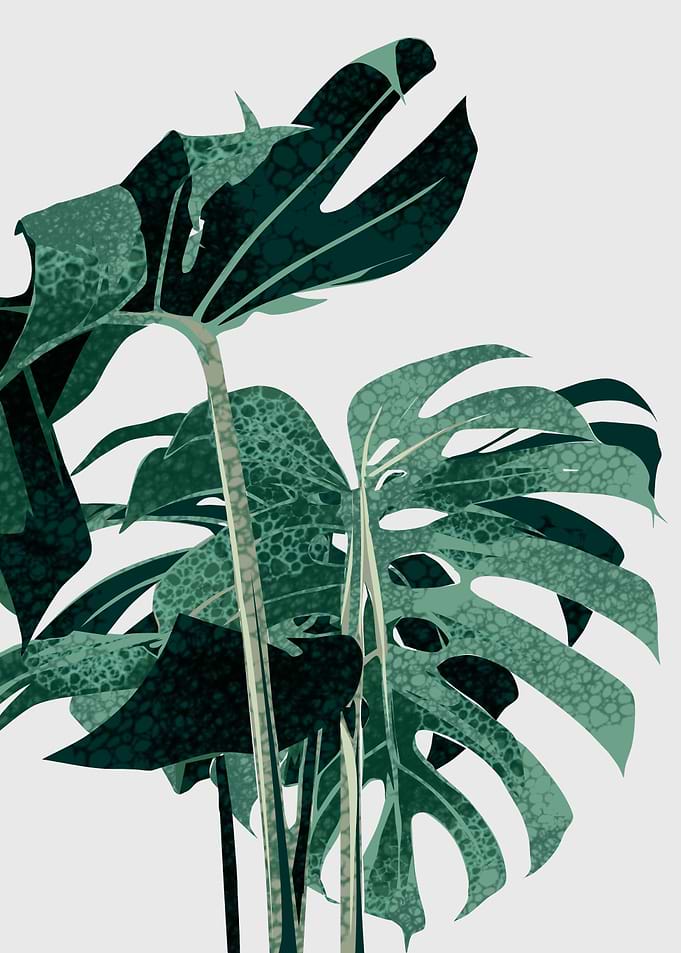 tropical plant