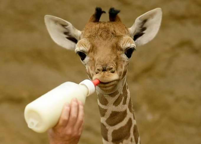 Rescued Baby Giraffe