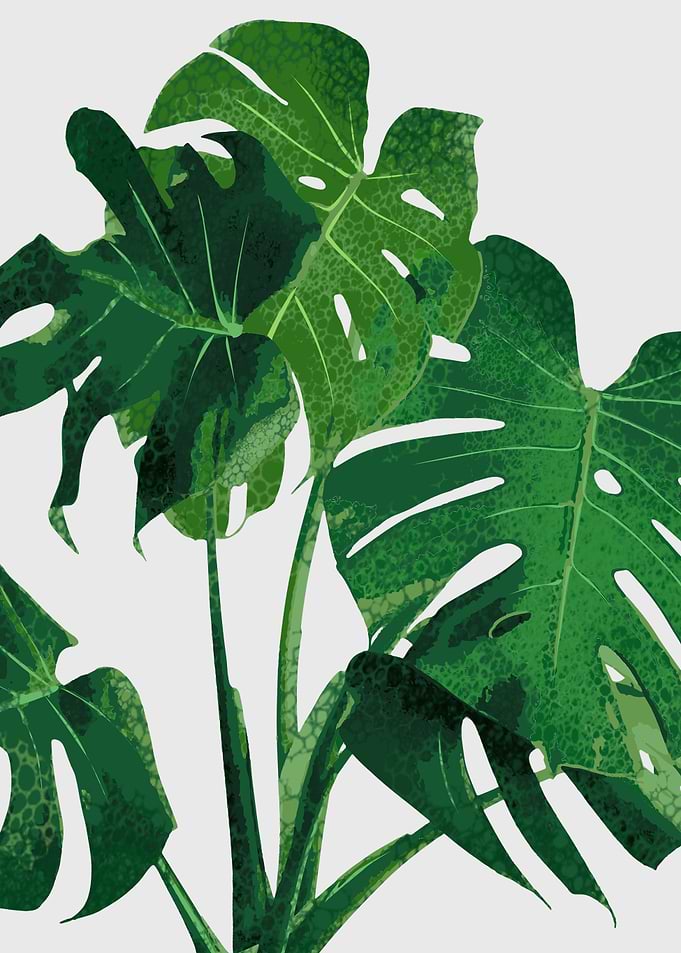 tropical plant