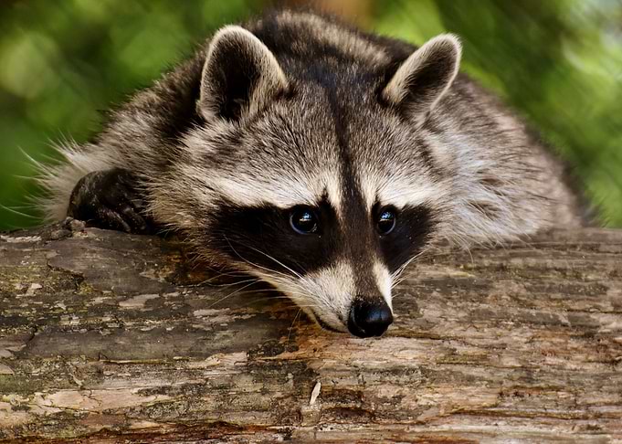 Animals Cute Raccoon Bear