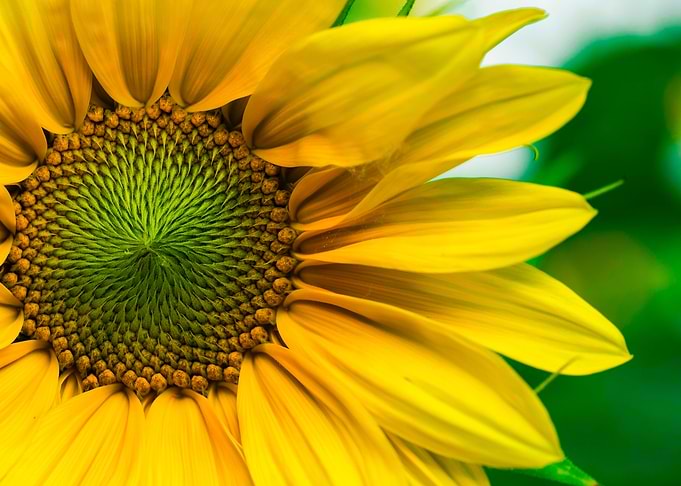 Nature Photography