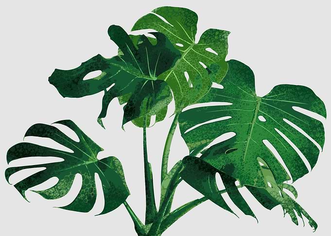 tropical plant