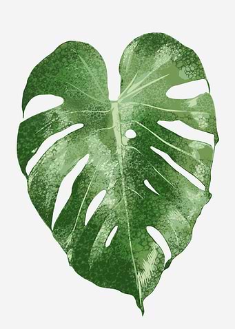 tropical plant