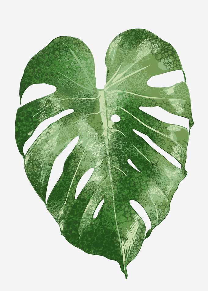 tropical plant