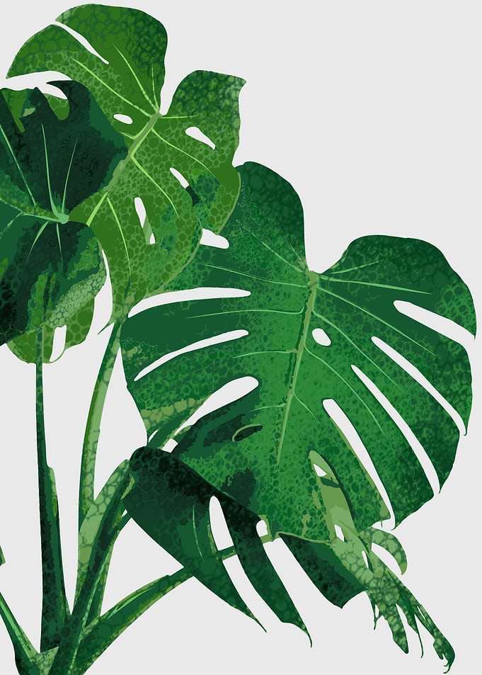 tropical plant