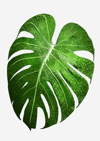 tropical plant