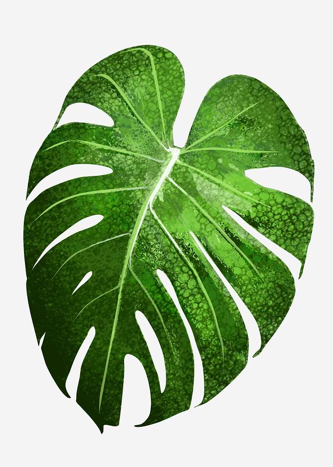 tropical plant