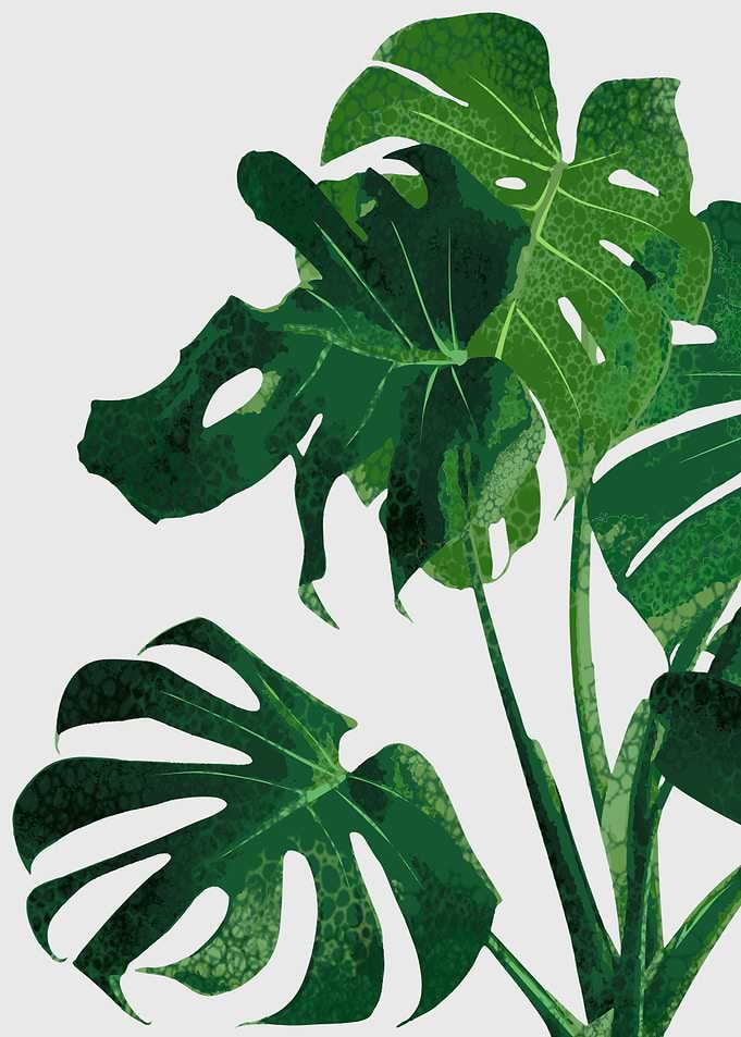 tropical plant