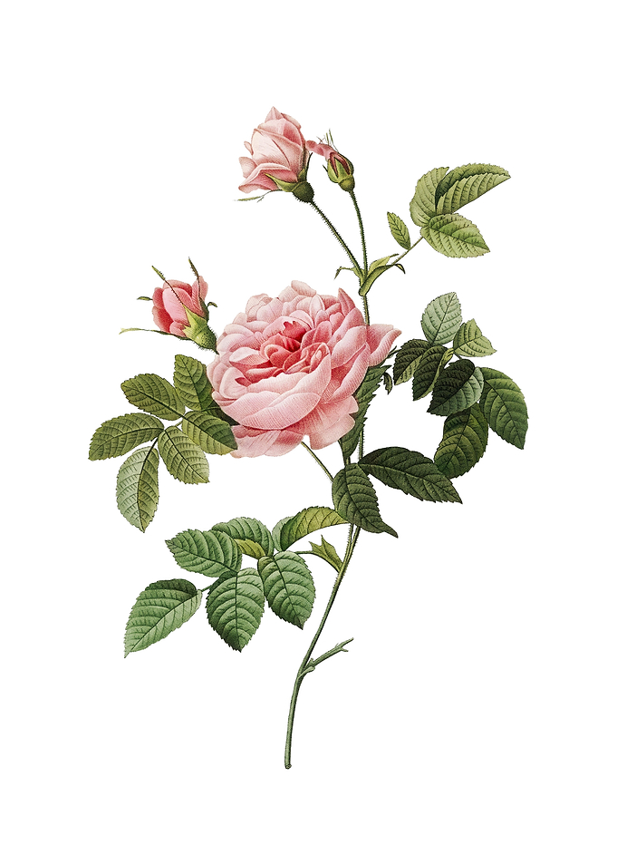 Vintage Pink Rose Turbine