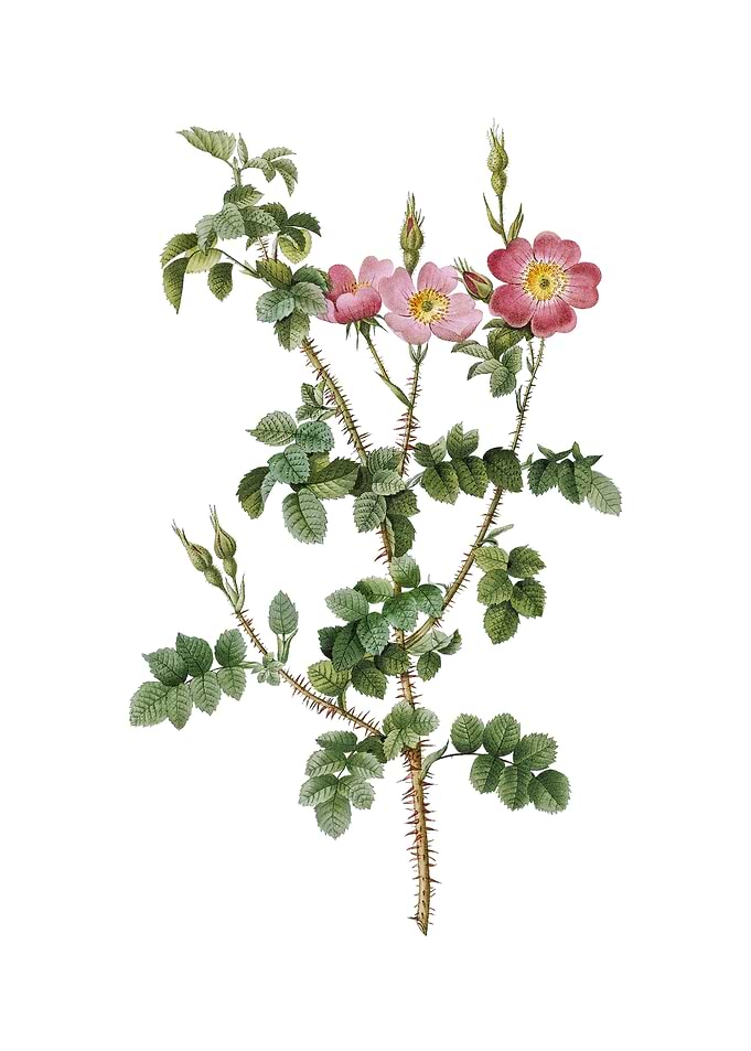 Prickly Sweetbriar Rose