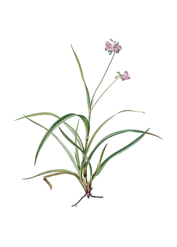 Vintage Spiderwort Flower