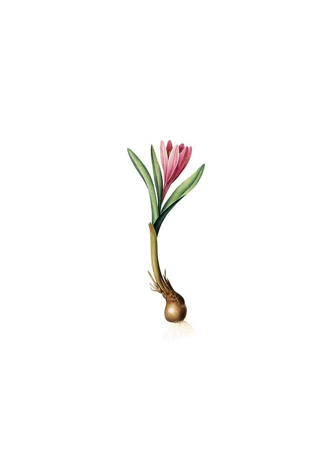 Spring Meadow Saffron