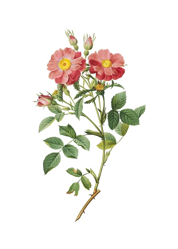 Elizabeths Sweetbriar Rose