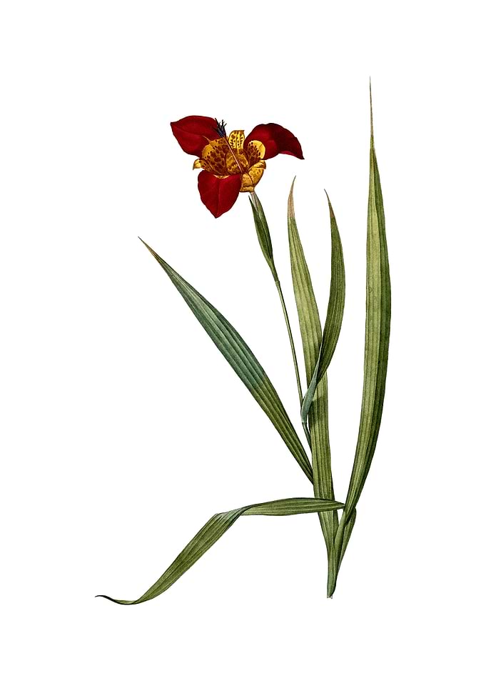 Vintage Tiger Flower